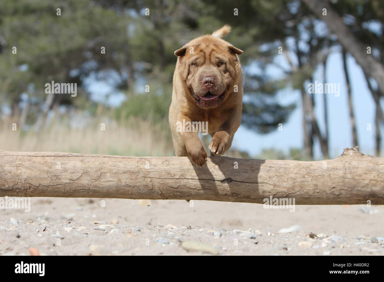 Chien Shar Pei des profils d'exécution saut saut saut de 'bois' sur un tronc d'arbre un obstacle un obstacle agile agilité agile en déplacer movin Banque D'Images