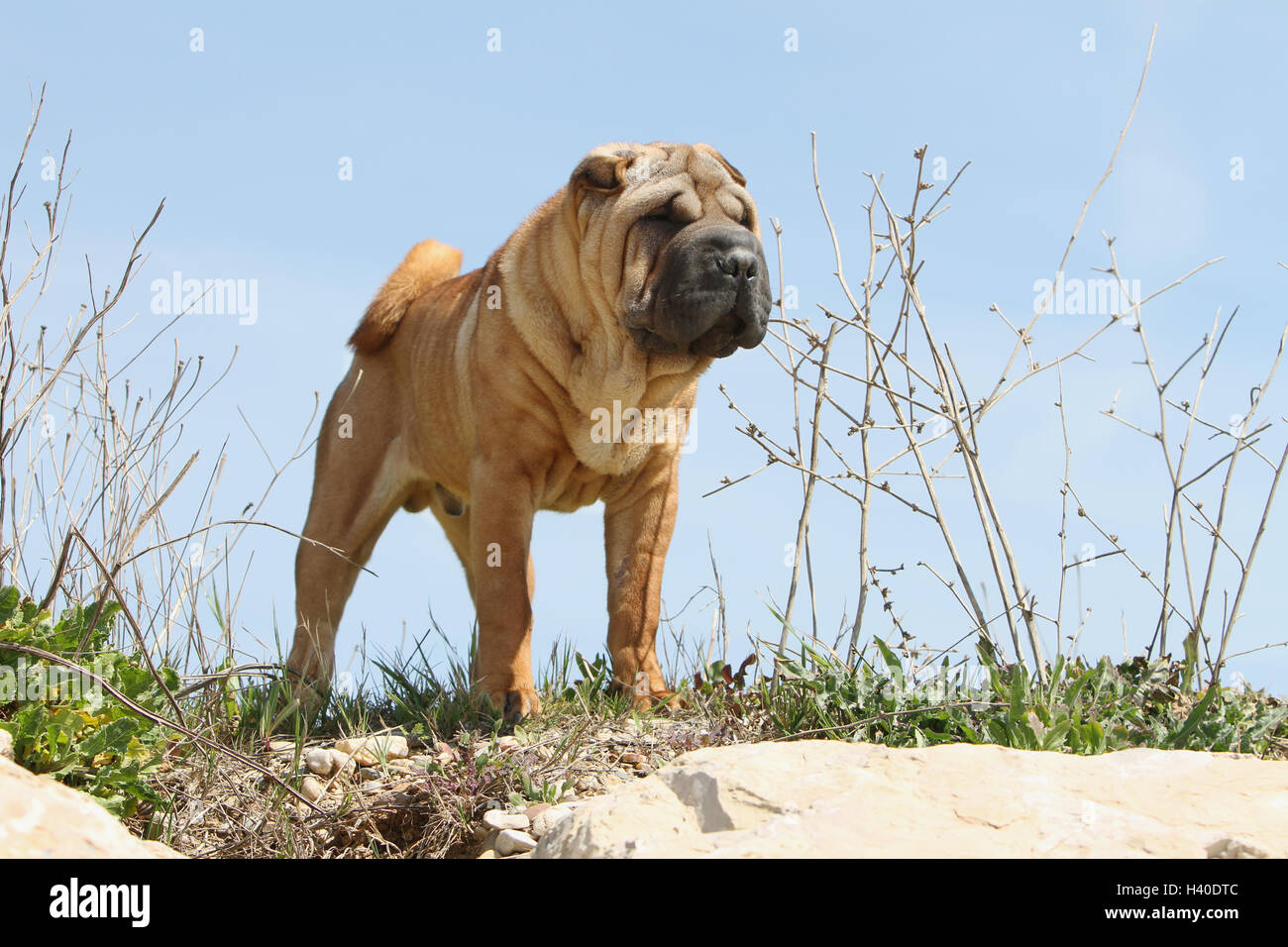 Chien Shar Pei / adulte debout sur les rochers de fauve-rouge Banque D'Images