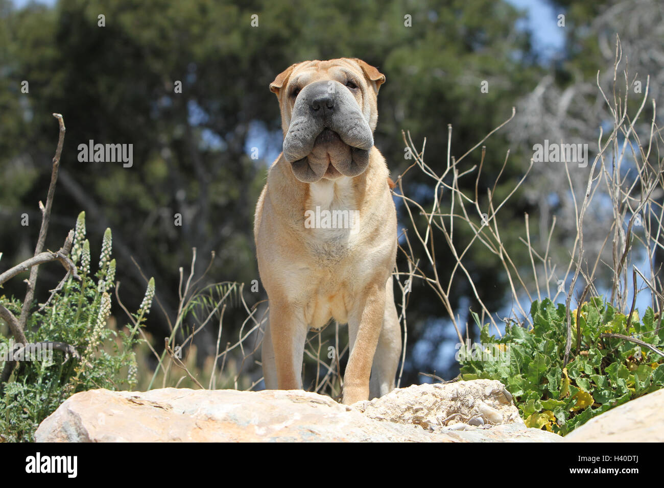 Chien Shar Pei / adulte debout sur les rochers de fauve-rouge Banque D'Images