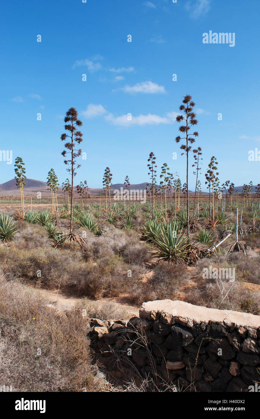 Fuerteventura, Îles Canaries, l'Afrique du Nord : une étendue de plantes grasses et de la Montaña Colorada avec le volcan de Calderón Hondo sur l'arrière-plan Banque D'Images