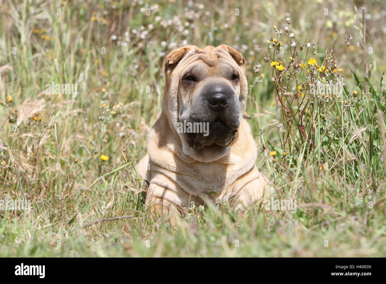 Chien Shar Pei face rouge fauve adultes couché couché sur meadow Banque D'Images