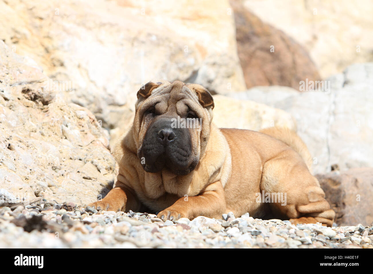Chien Shar Pei face rouge fauve adultes couché couché sur cailloux Banque D'Images