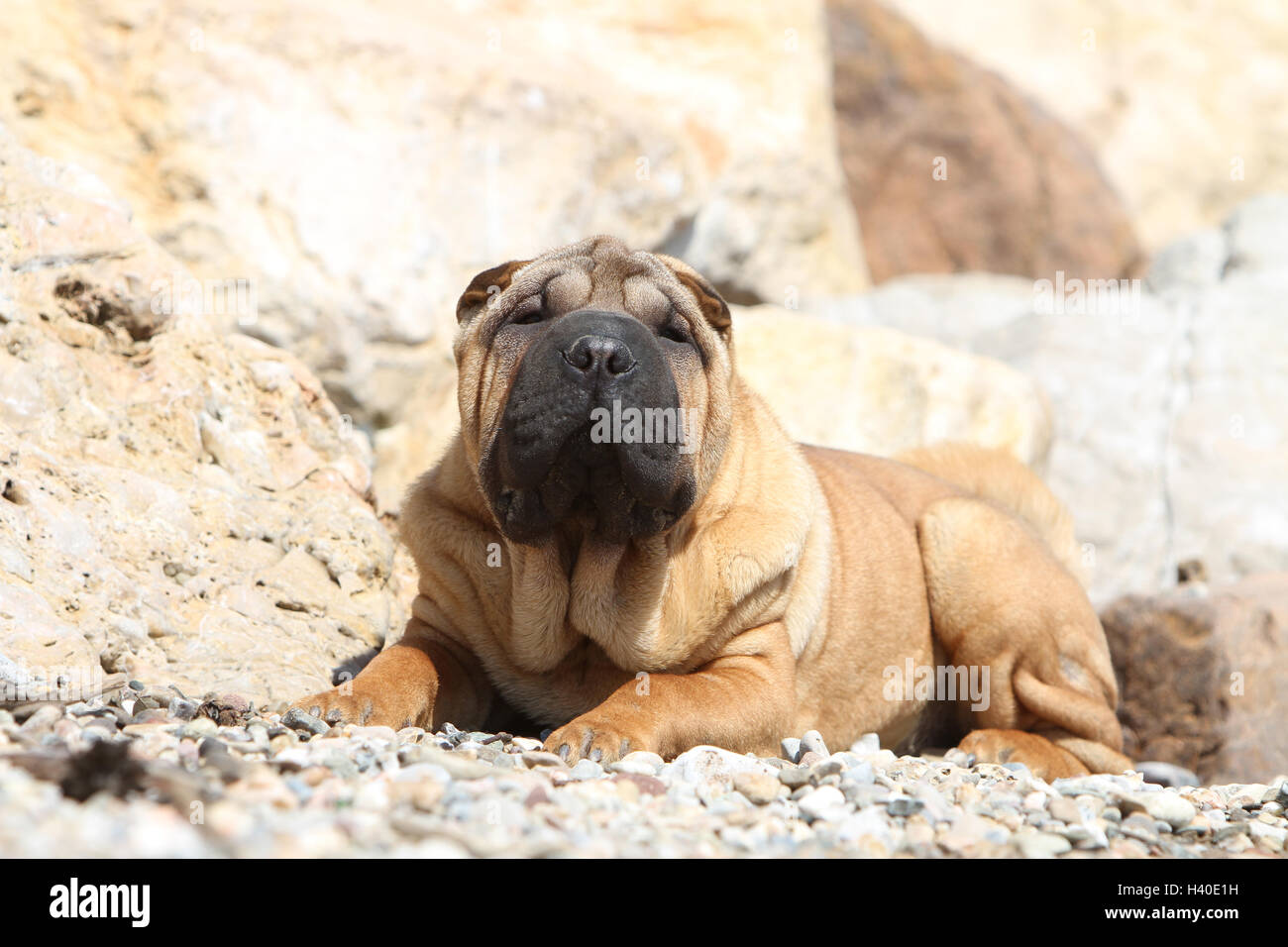 Chien Shar Pei face rouge fauve adultes couché couché sur cailloux Banque D'Images