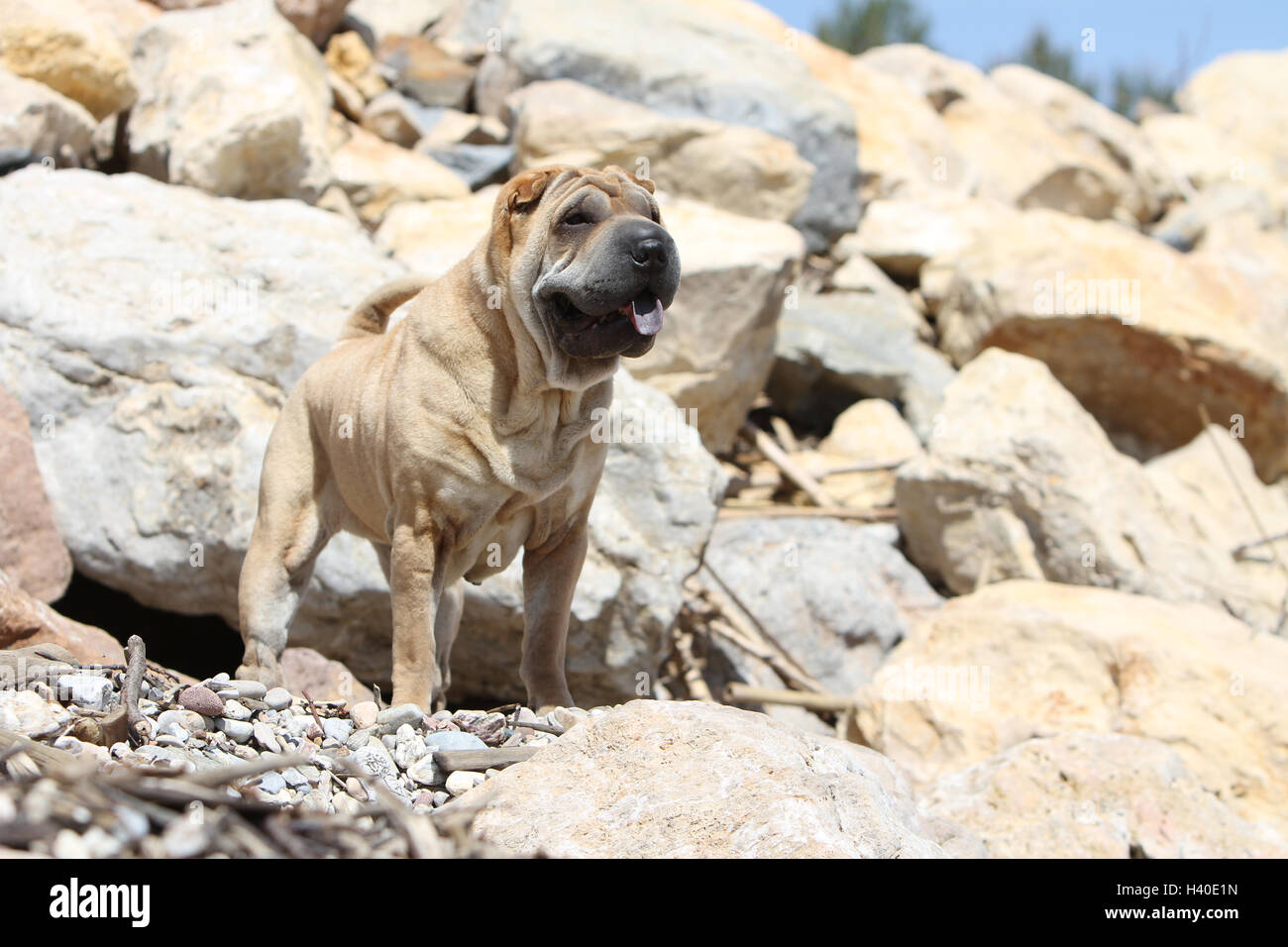 Chien Shar Pei / adulte debout sur les rochers de fauve-rouge Banque D'Images