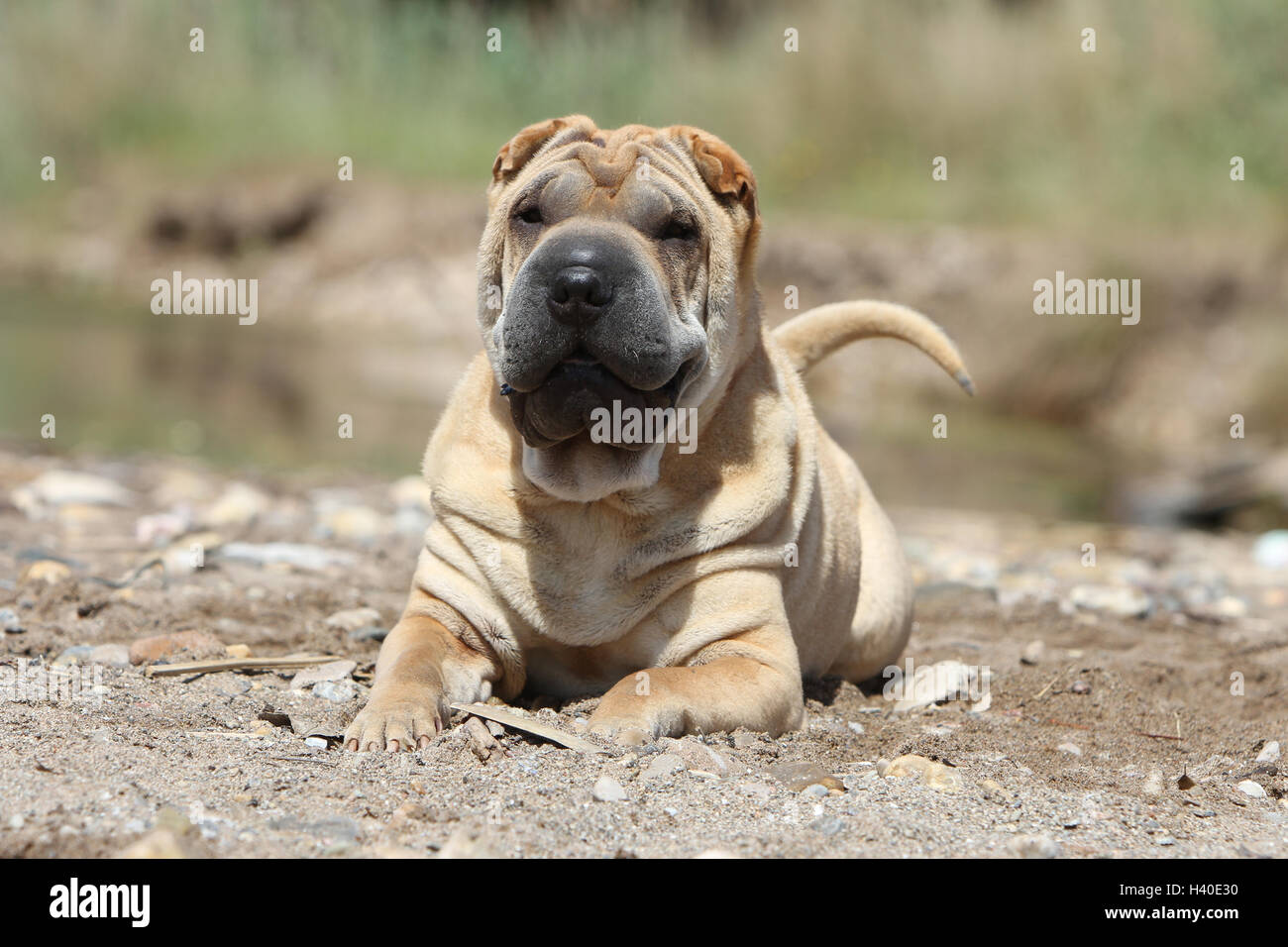 Chien Shar Pei / adulte couché dans une dune Banque D'Images