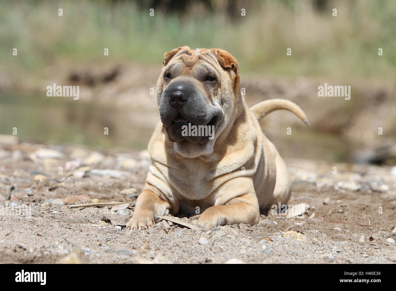 Chien Shar Pei / adulte couché dans une dune Banque D'Images
