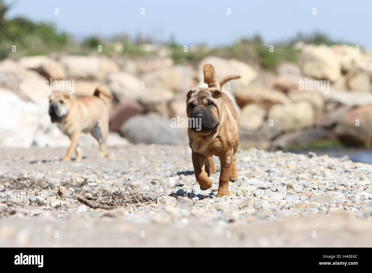 Chien Shar Pei des profils d'exécution sur la plage Maison de vacances Banque D'Images