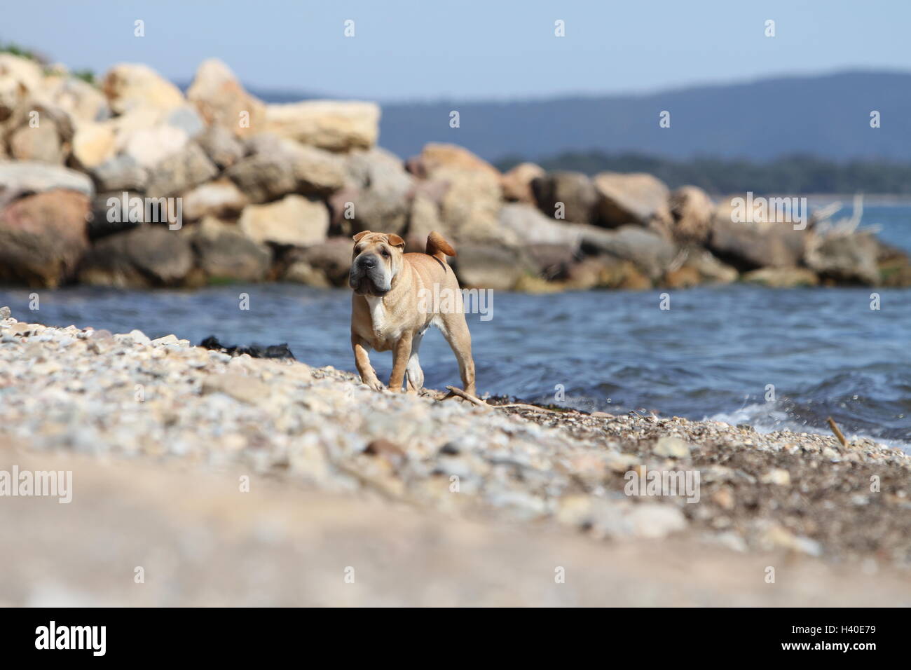 Chien Shar Pei d'exécution sur la plage Banque D'Images