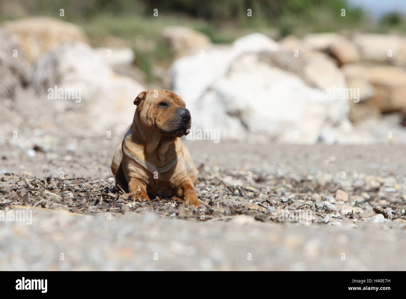 Chien Shar Pei d'exécution sur la plage Banque D'Images