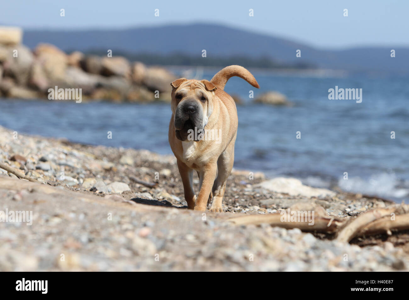 Chien Shar Pei d'exécution sur la plage Banque D'Images