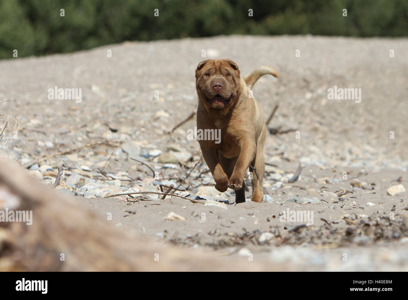 Chien Shar Pei d'exécution sur la plage Banque D'Images