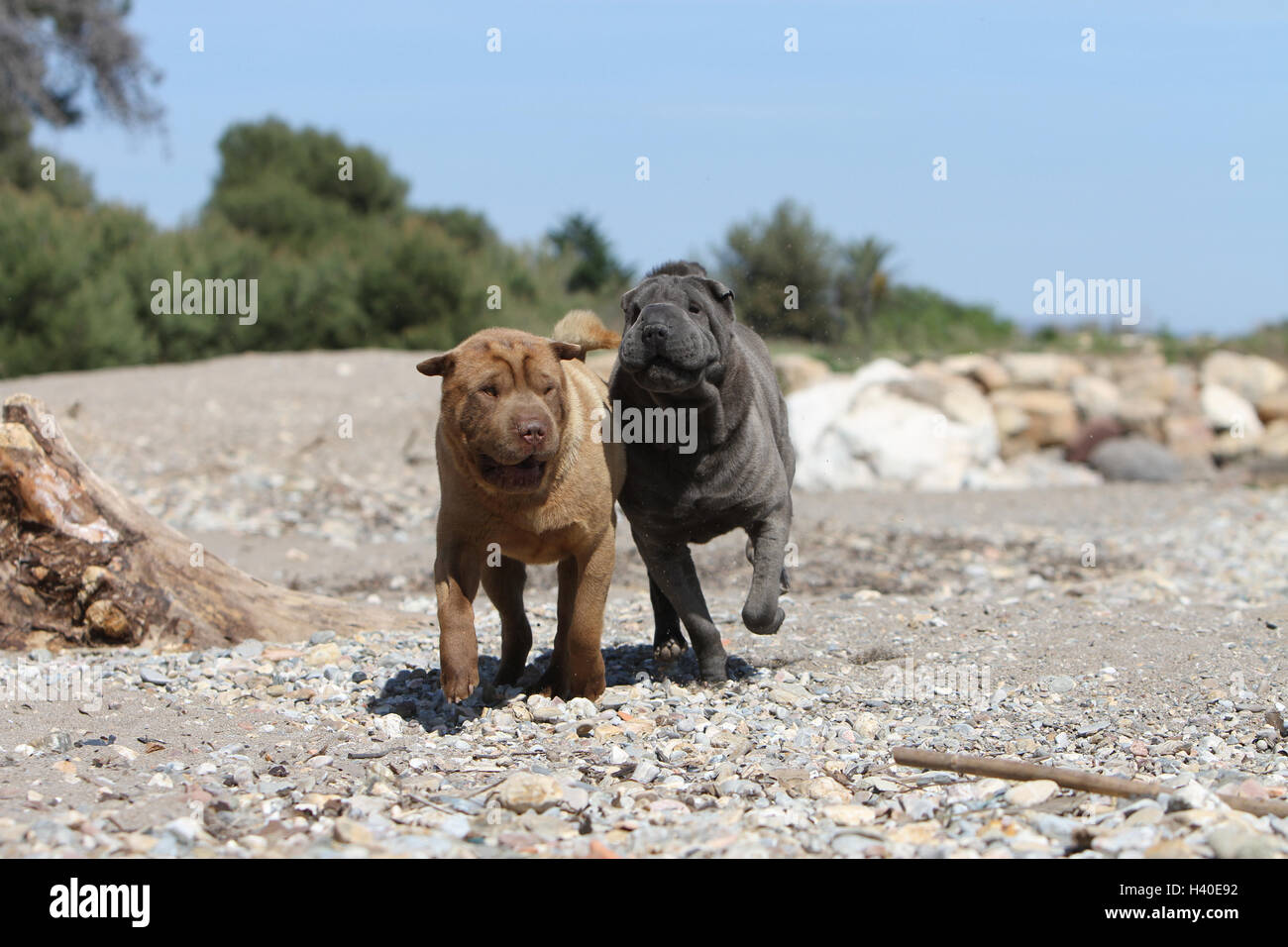 Chien Shar Pei deux adultes adultes sur la promenade de couleurs différentes (bleu et chocolat) Banque D'Images