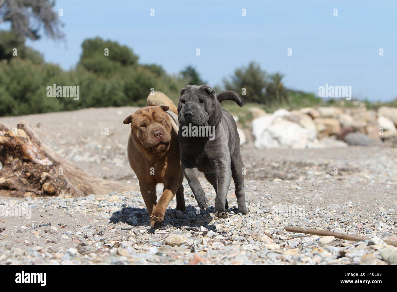 Chien Shar Pei deux adultes adultes sur la promenade de couleurs différentes (bleu et chocolat) Banque D'Images
