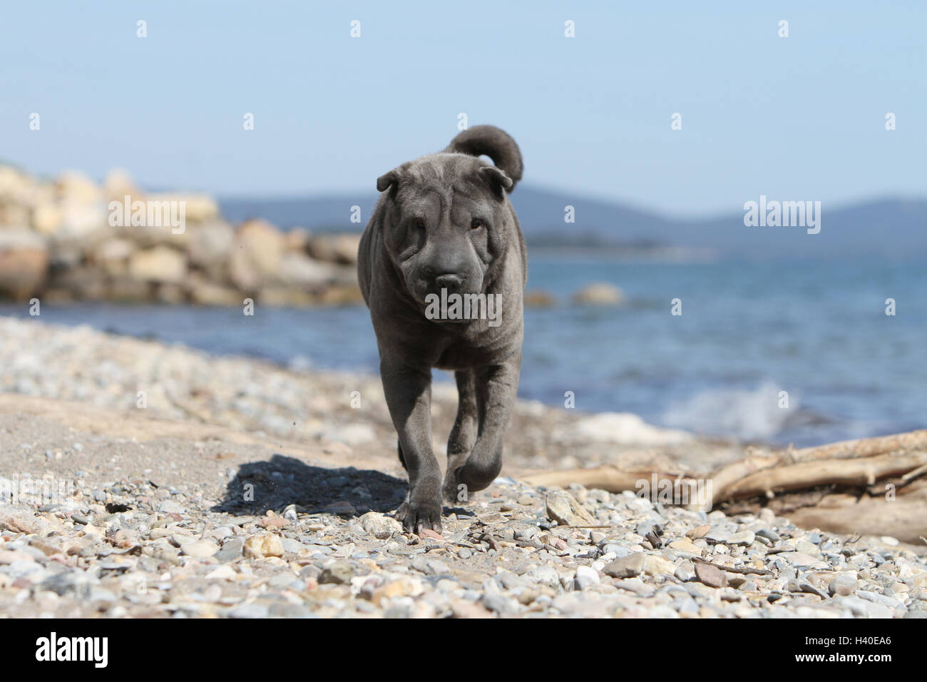 Chien Shar Pei blue s'exécutant sur la plage Banque D'Images