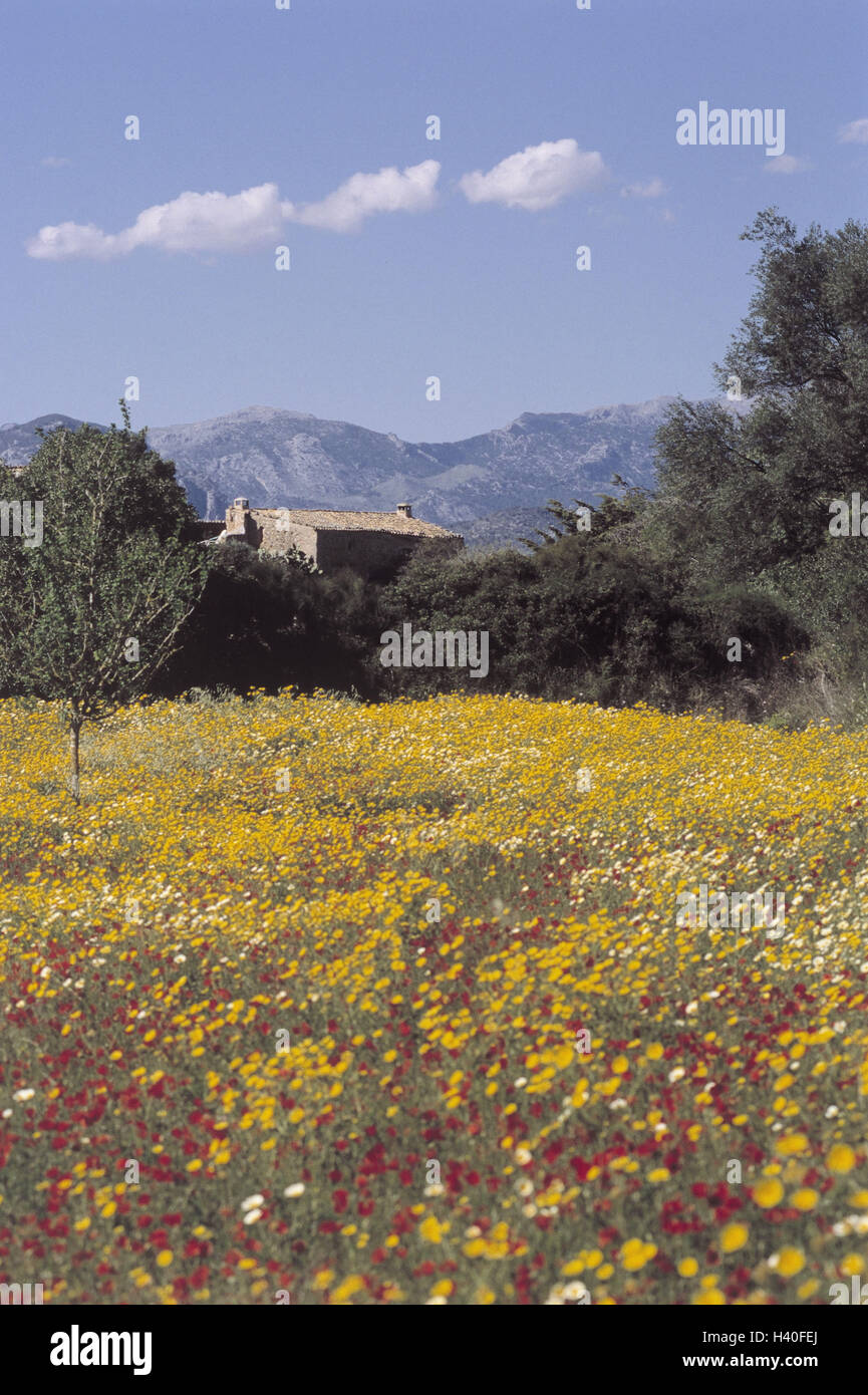 Espagne, Majorque, Santa Eugenia, paysage de montagne, maison d'habitation, pré des fleurs de la mer Méditerranée, les îles Baléares, l'île, région de montagne, montagnes, montagnes, maison, maison en pierre, prairie, fleurs, paysage, nature, printemps Banque D'Images