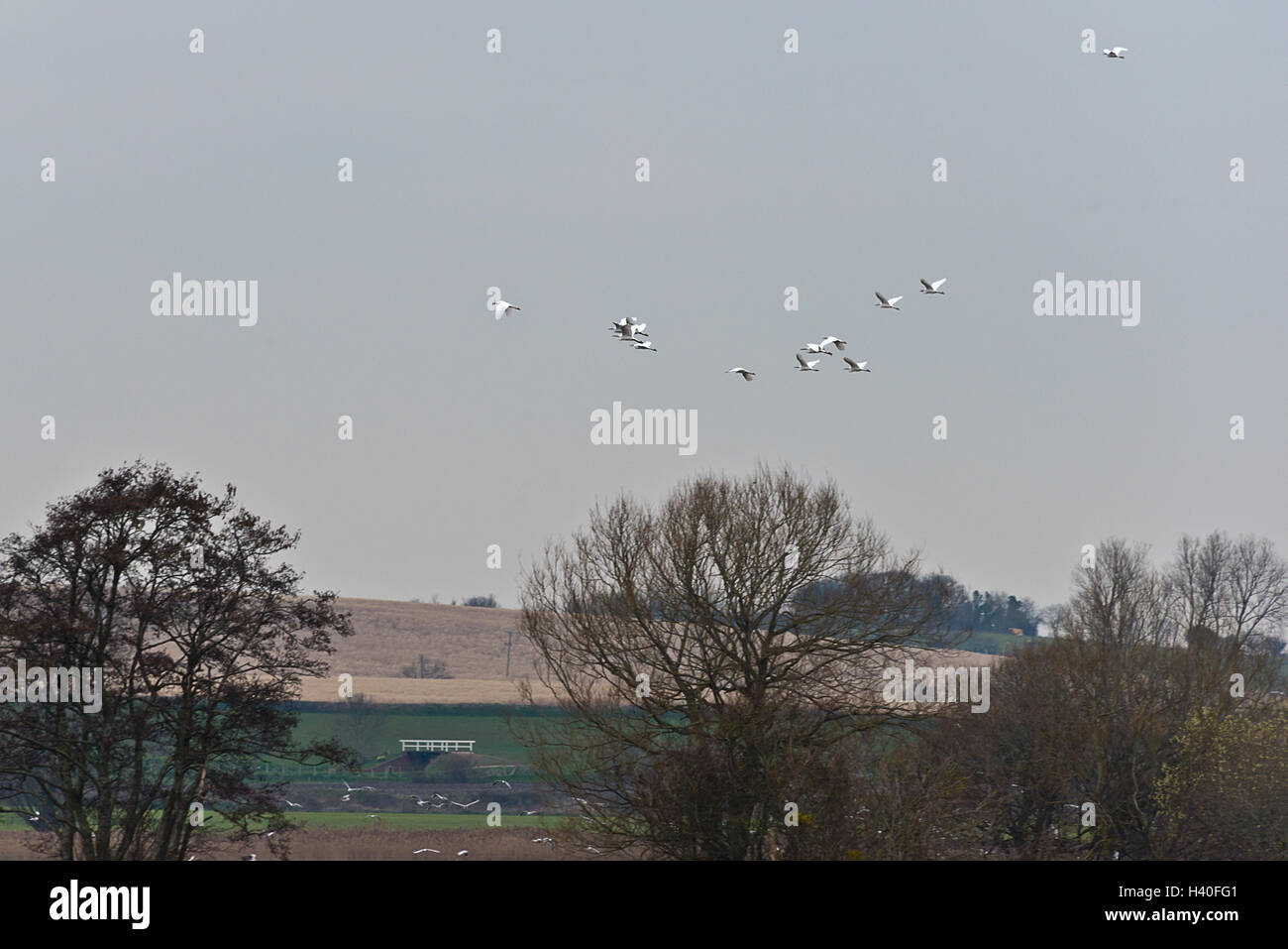 Un troupeau d'aigrettes survolant Curry Moor près de Knapp Pont sur le Somerset Levels après les inondations de 2014 Banque D'Images