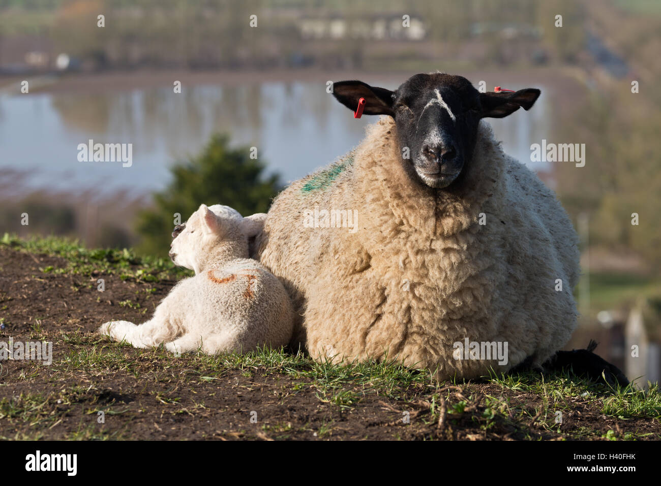 Un agneau à côté de sa mère sur le coteau de Burrow Mump près de Burrowbridge sur Somerset Levels lors des inondations de 2014 Banque D'Images