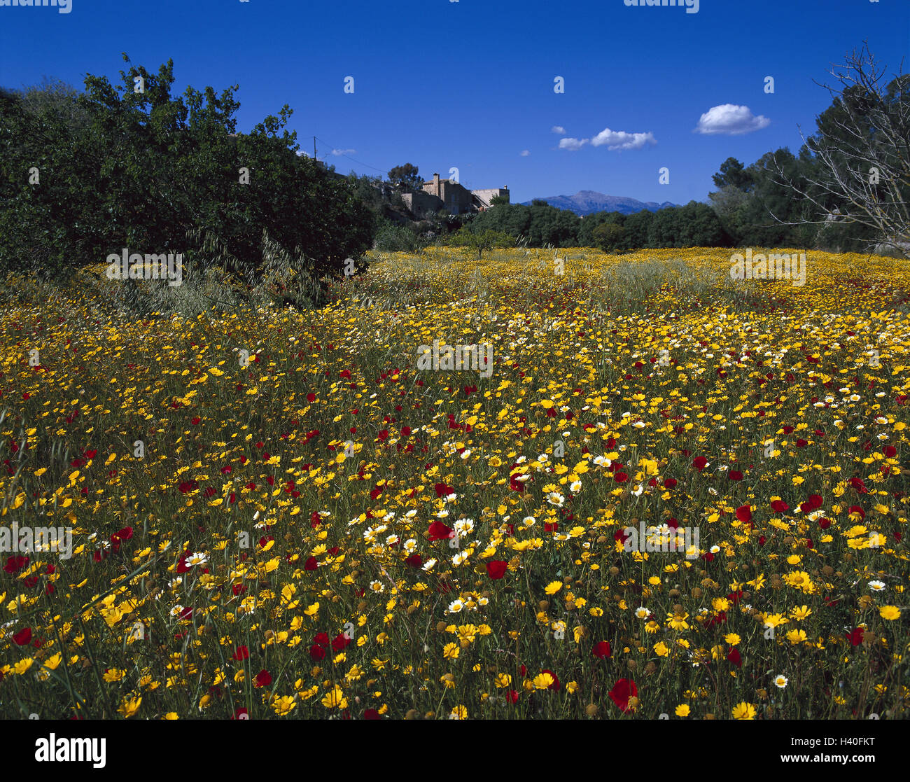 L'Espagne, les îles Baléares, île de Majorque, à proximité de Santa Eugenia, violin, Europe, Südwesteuropa, Îles Baléares, îles Islas Baleares, île de la Méditerranée, paysages, nature, prairie, fleurs, fleurs, plantes, végétation Banque D'Images