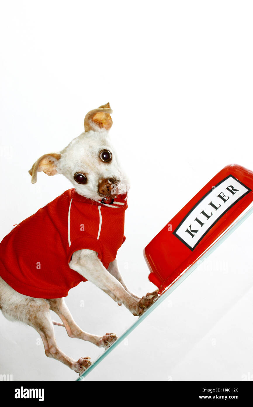 Chihuahua Chien écuelle Label Killer Animal De