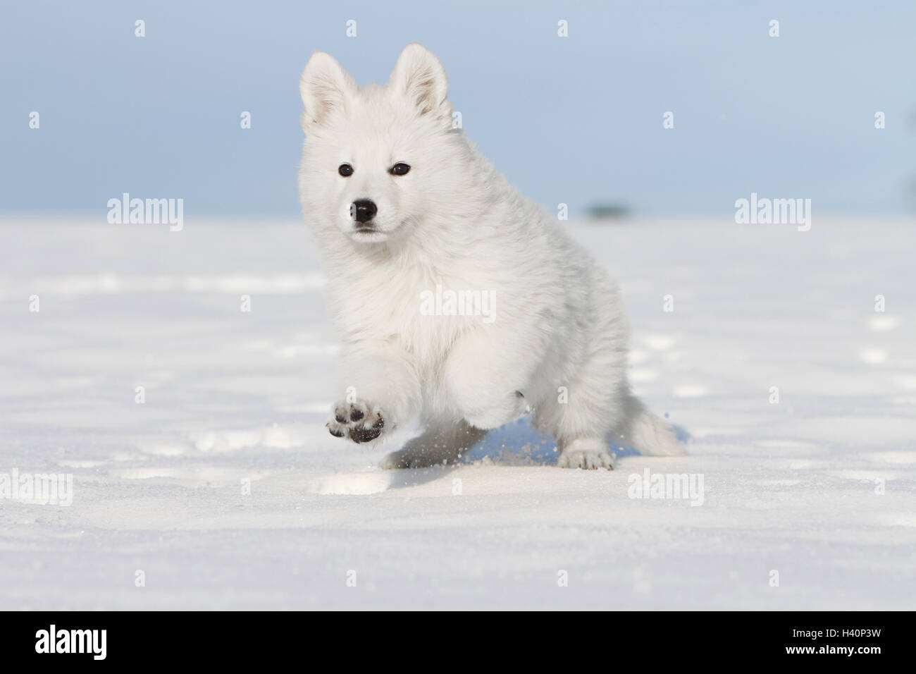 '' Chiens / Chien Berger Blanc Suisse Berger Blanc Suisse chiot debout dans la neige Banque D'Images