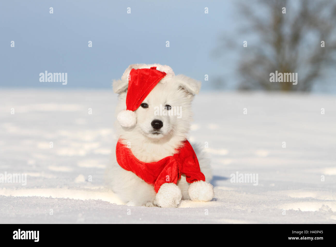 Berger Blanc Suisse / Chien Berger Blanc Suisse chiot dans Christmas hat lying in snow Banque D'Images