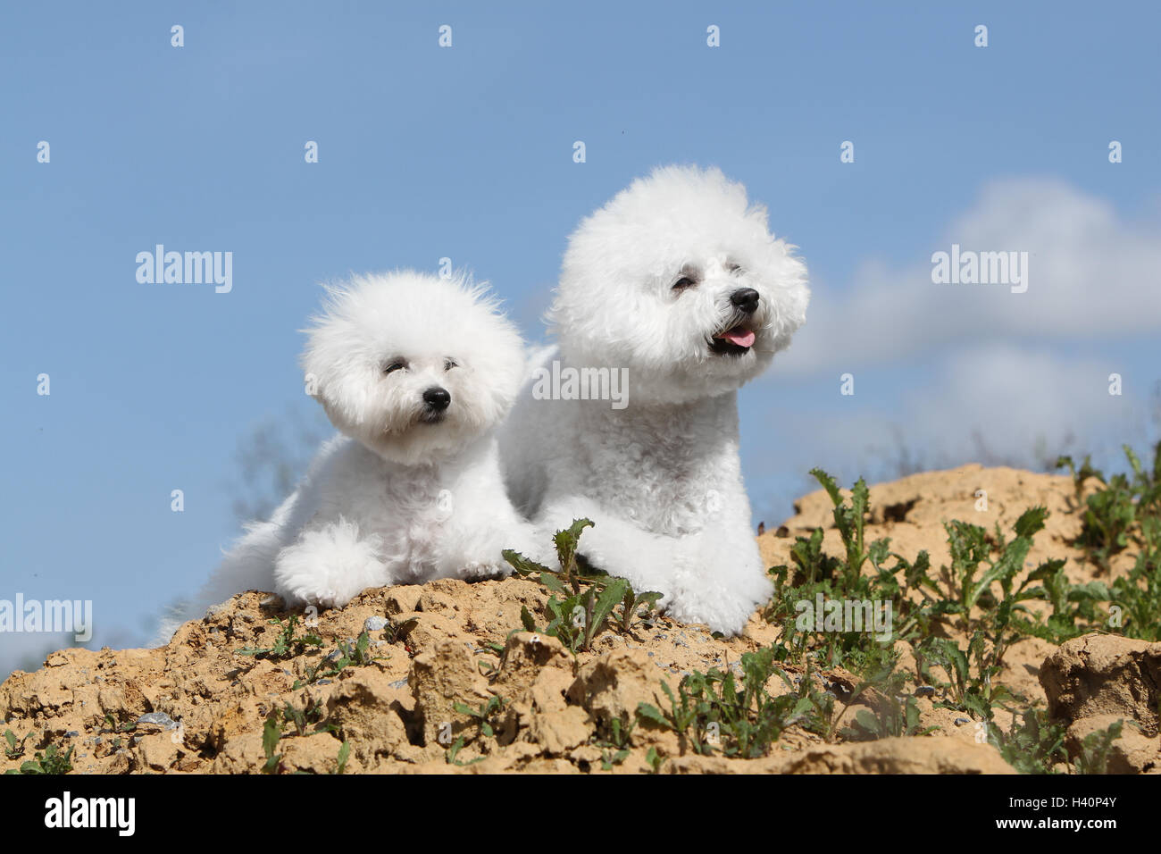 Chien Bichon Frise deux adultes Banque D'Images