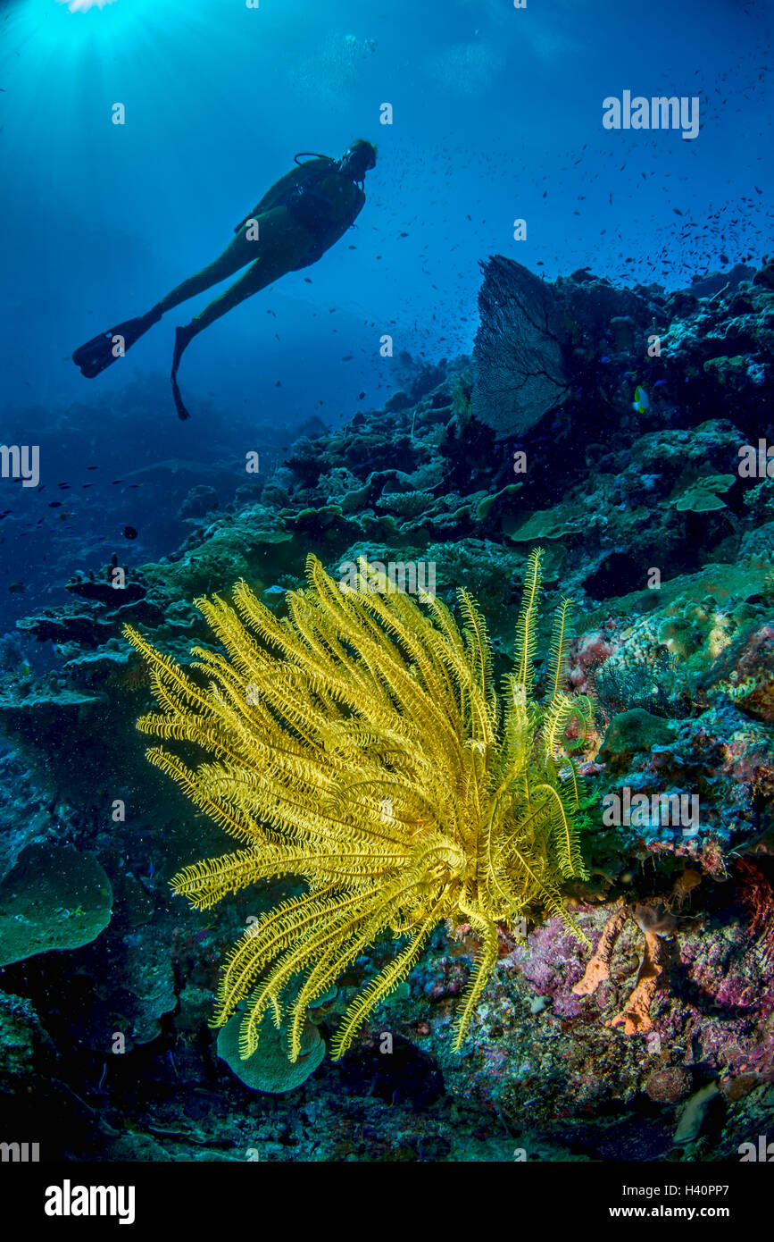 Barrière de corail avec un crinoïde jaune au premier plan. Banque D'Images