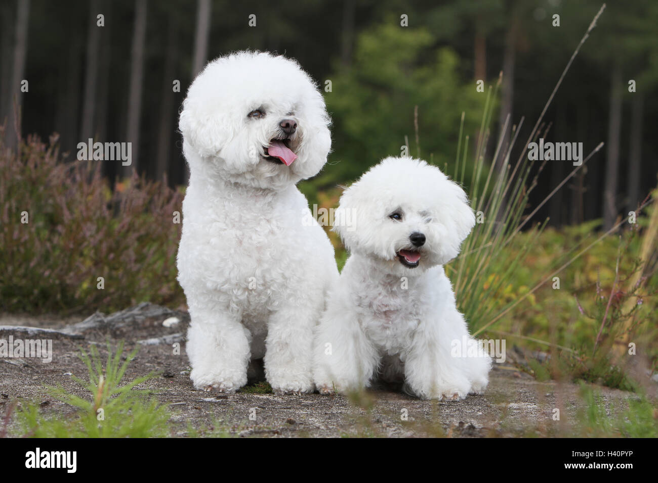 Chien Bichon Frise et adultes puppy sitting naturel nature Photo Stock -  Alamy