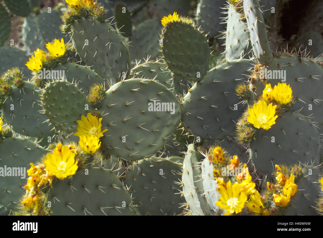 Cactus, Opuntia phaecantha, fleurs, détail, botanique, plantes, plante,  cactus, cactus, fleur, jaune, fig, 'cactus cactus oreille', piqûres Photo  Stock - Alamy