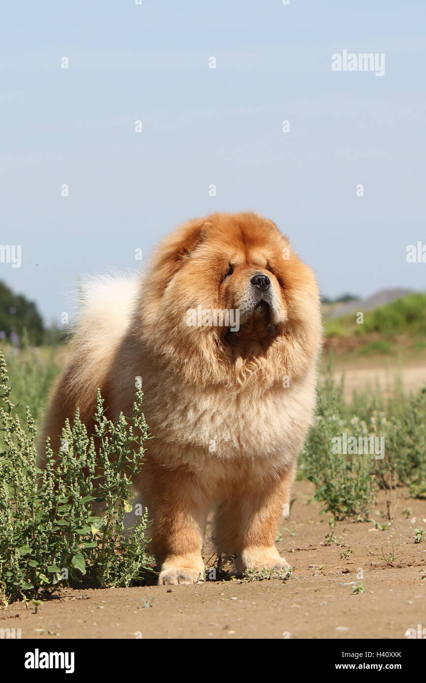 Cream chow chow Banque de photographies et d’images à haute résolution