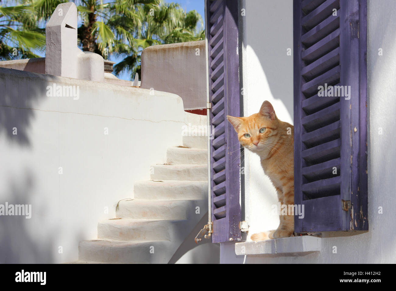 Chat domestique, red tabby, gingembre, assis sur un rebord de fenêtre avec volets violet, des murs blancs et des escaliers, méditerranéennes Banque D'Images