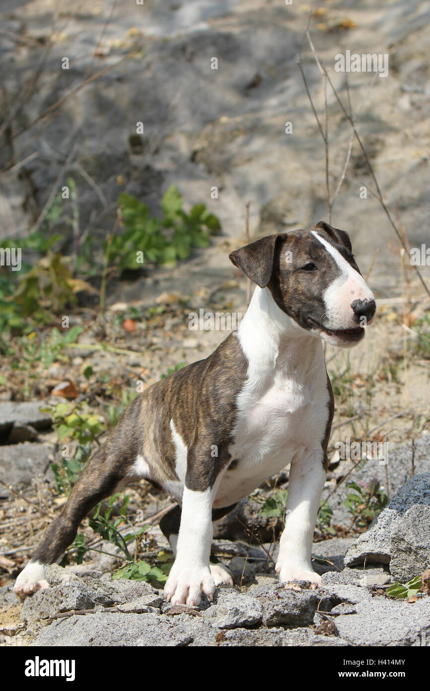 Dog Bull Terrier Anglais / bully / Gladator rock chiot naturel nature profil permanent Banque D'Images