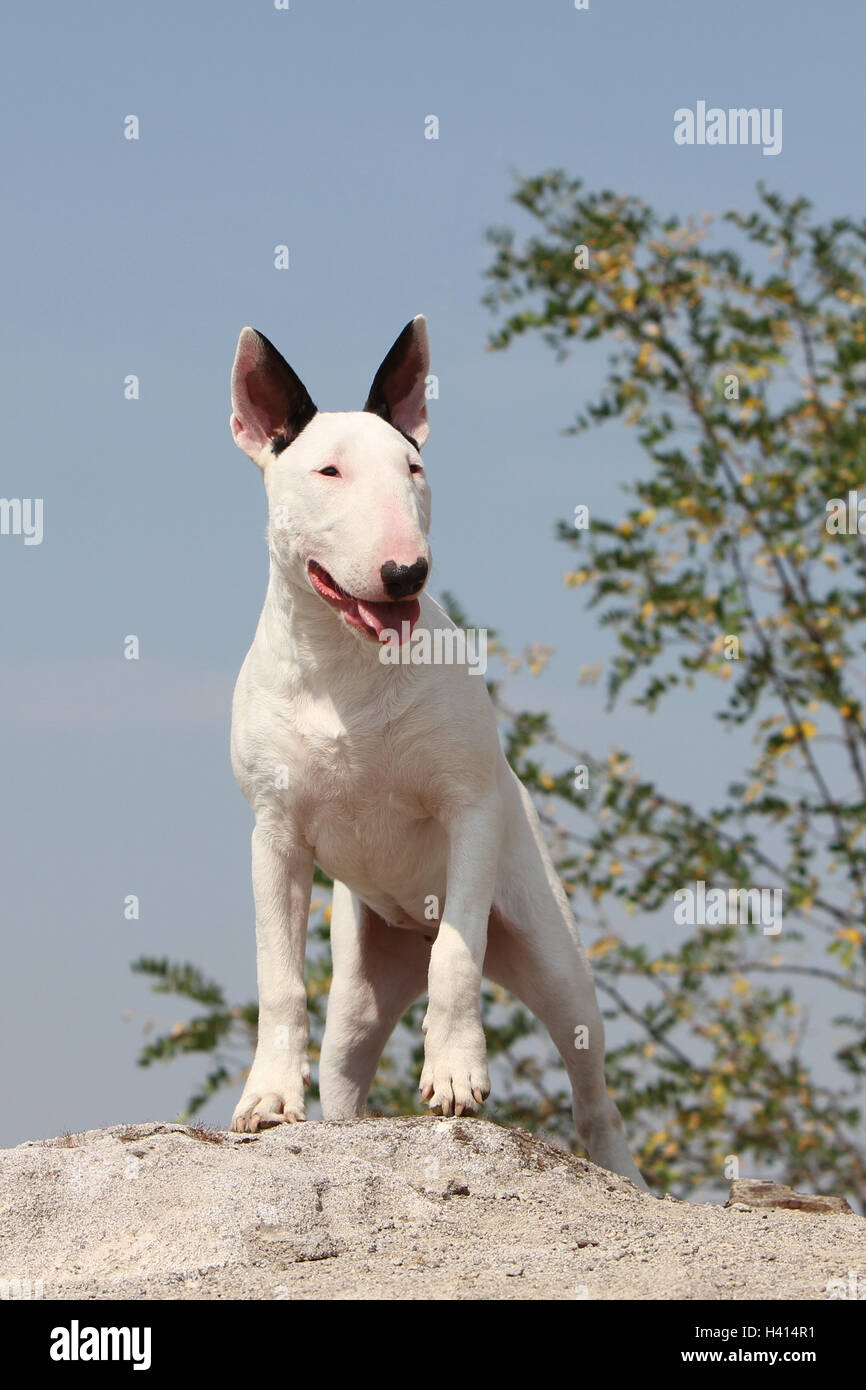 Dog Bull Terrier Anglais / bully / Gladator article Banque D'Images