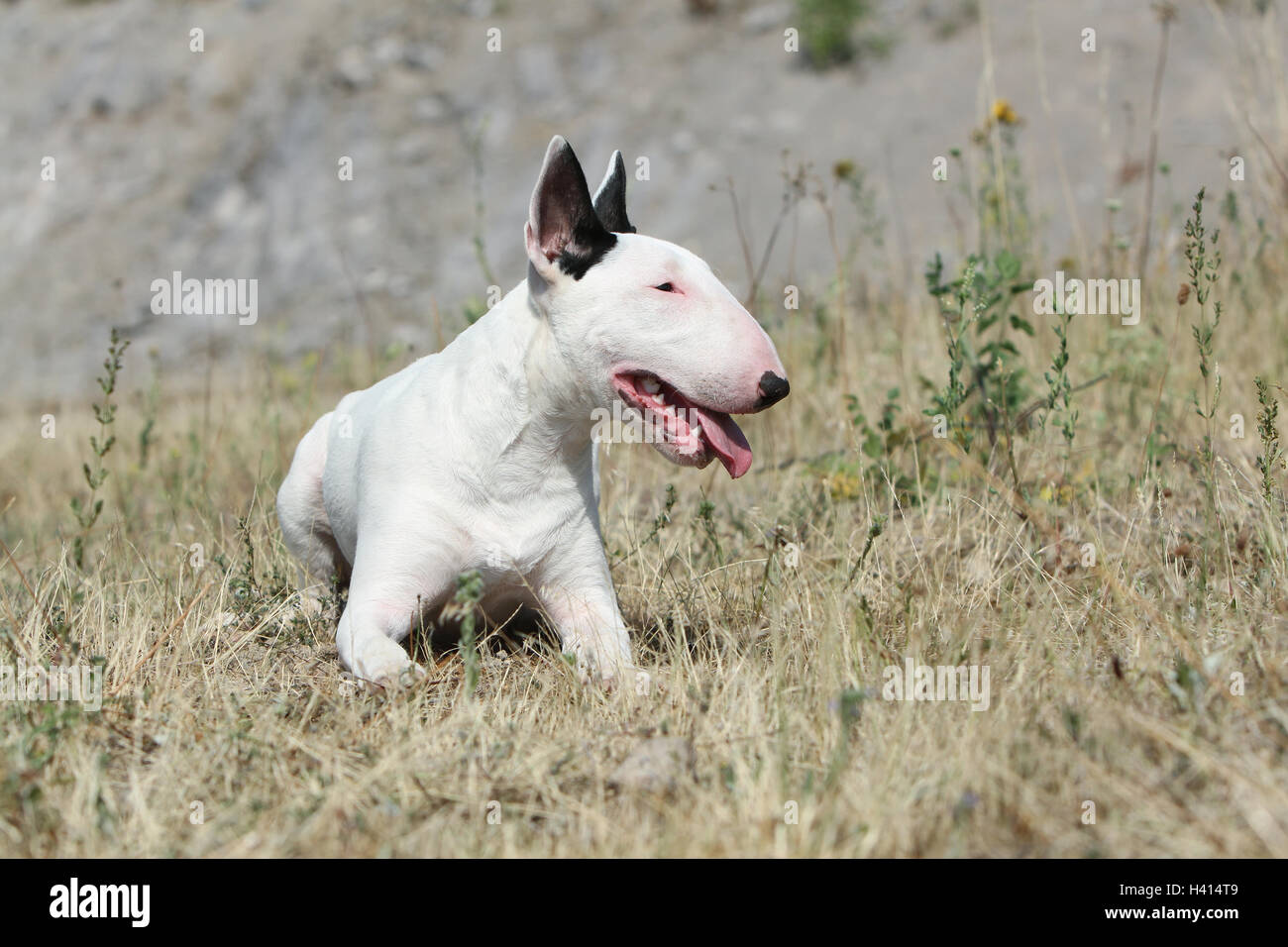 Dog Bull Terrier Anglais / bully / Gladator avec adultes Banque D'Images