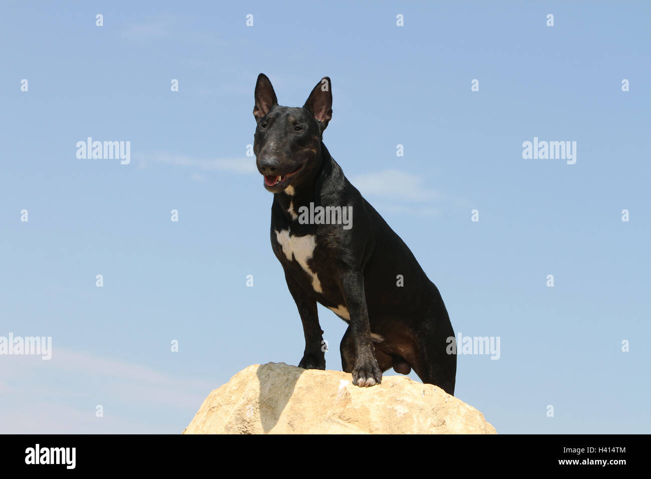 Dog Bull Terrier Anglais / bully / Gladator sur ciel bleu, son, sa, Hind, pattes, jambe, jambes, attente, équilibre, debout, sur un rocher Banque D'Images