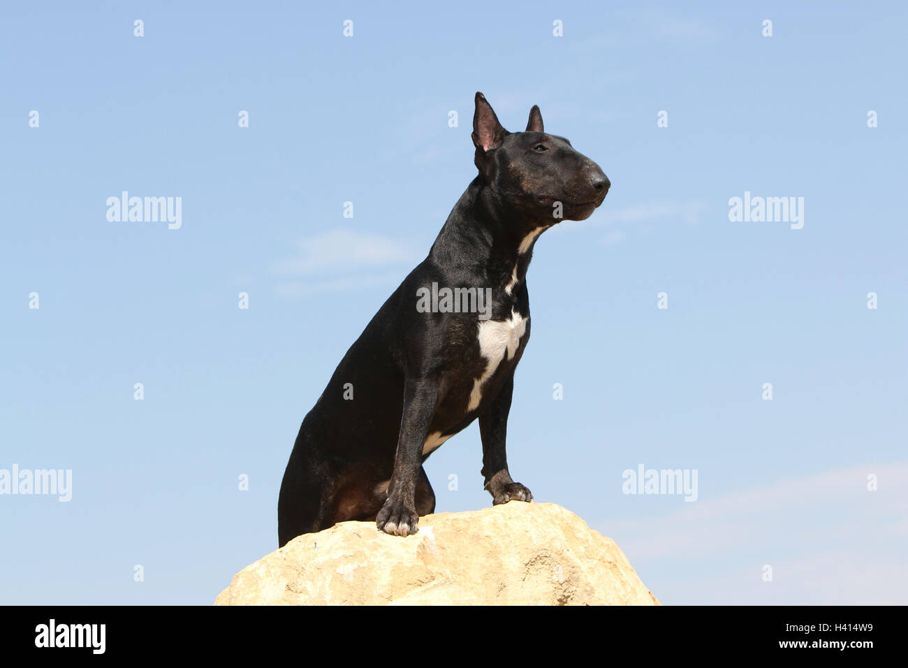 Dog Bull Terrier Anglais / bully / Gladator sur ciel bleu, son, sa, Hind, pattes, jambe, jambes, attente, équilibre, debout, sur un rocher Banque D'Images