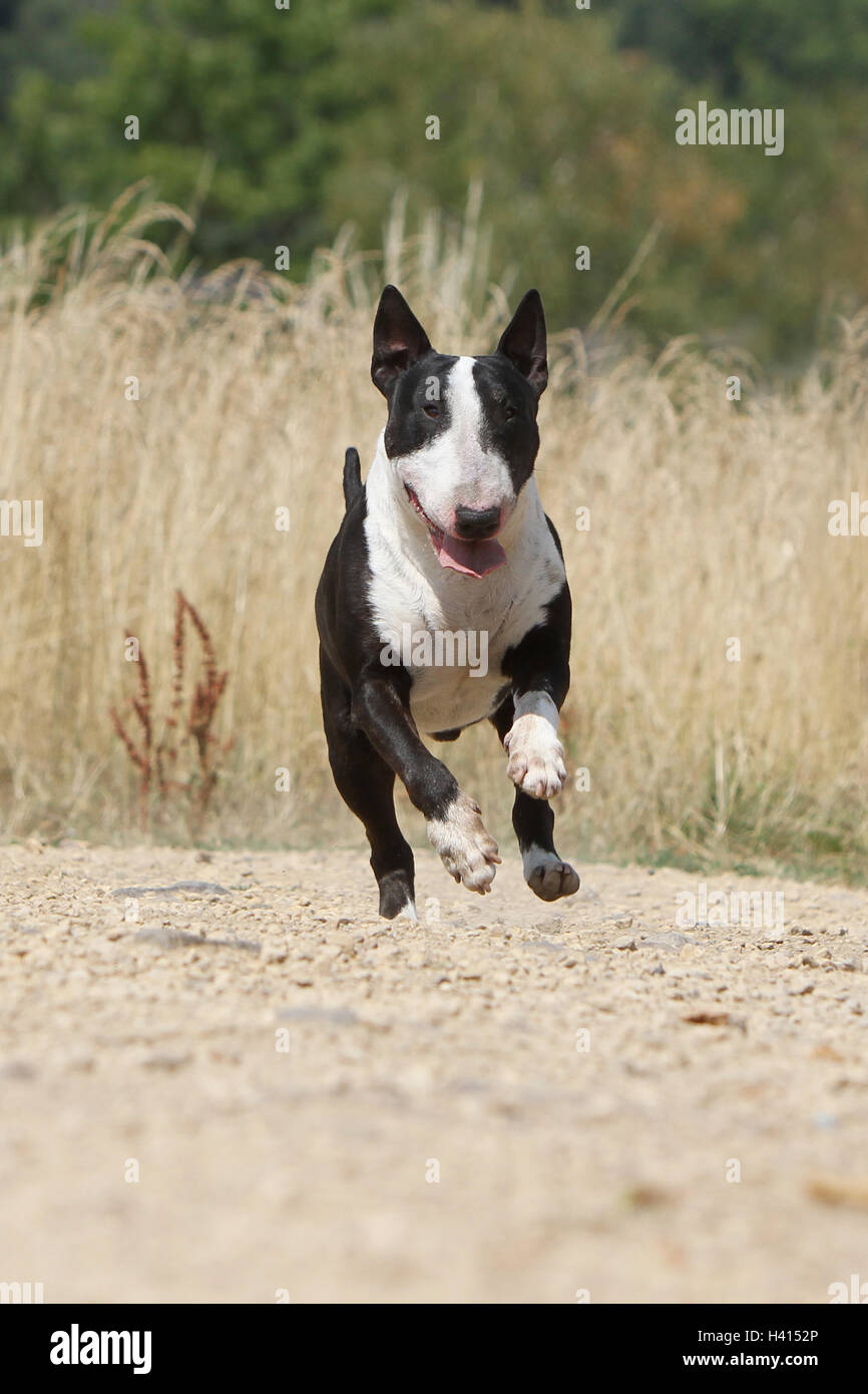Dog Bull Terrier Anglais / bully / Gladator noir et blanc lors de l'exécution de fly, dans, le, l'air, battant, laissant le sol,,, Banque D'Images
