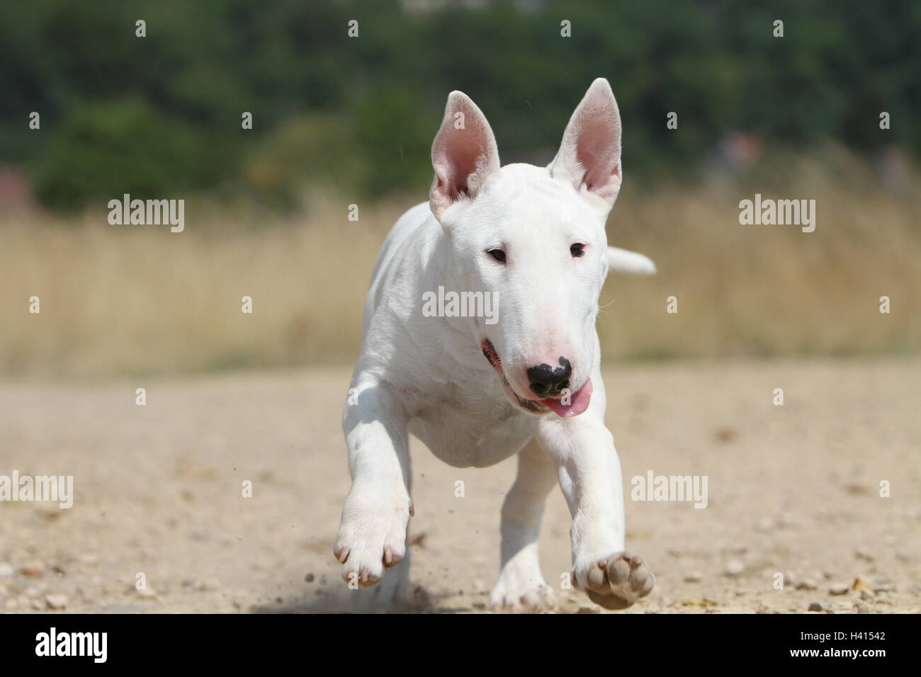 Dog Bull Terrier Anglais / bully / Gladator face portrait blanc lors de l'exécution Banque D'Images