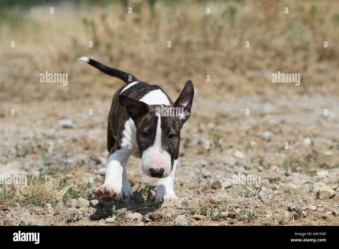Dog Bull Terrier Anglais / bully / Gladator et tricolor brindle chiot lors de l'exécution de champ Banque D'Images