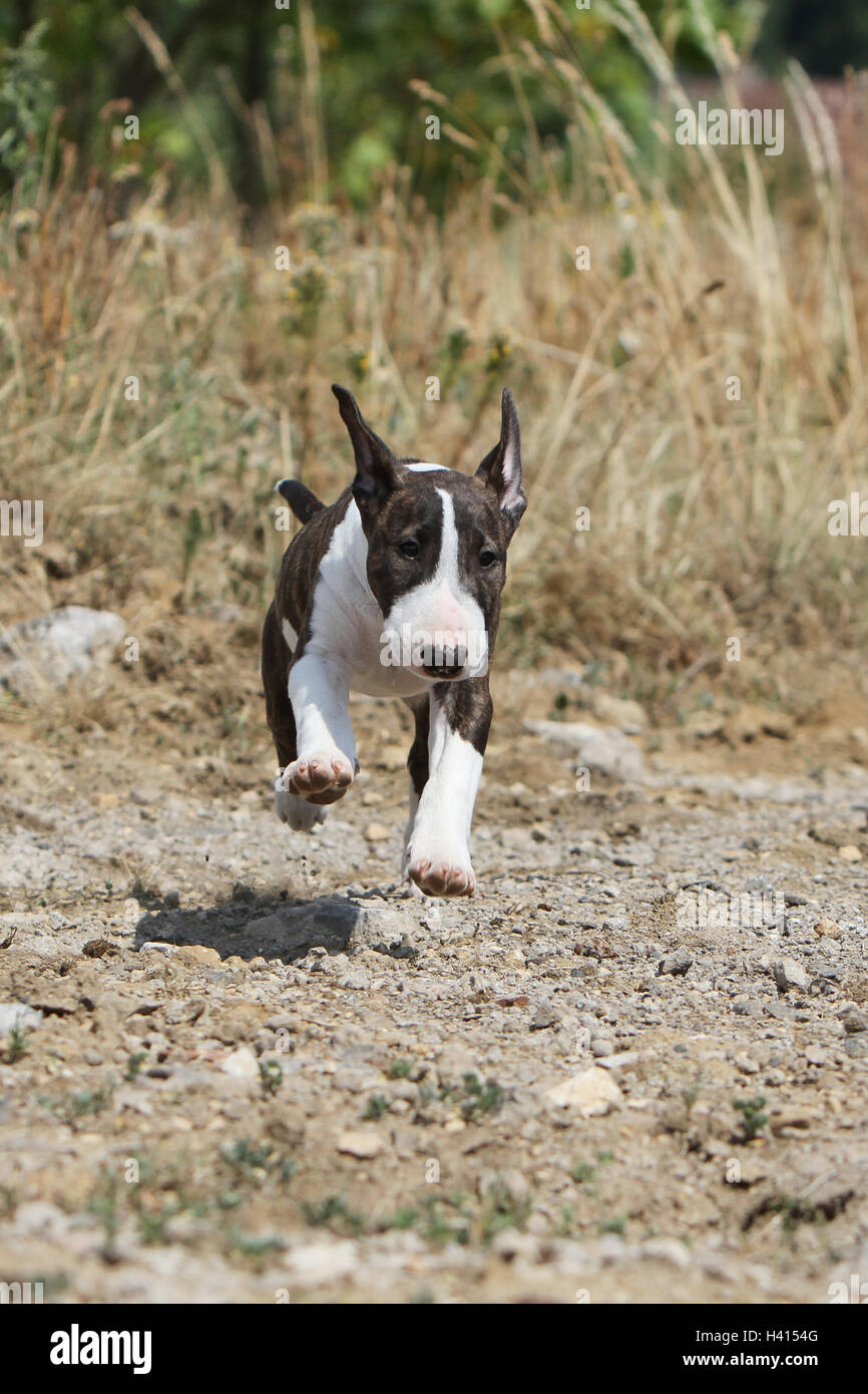Dog Bull Terrier Anglais / bully / Gladator et tricolor brindle chiot lors de l'exécution sur le terrain, dans l'avion, le vol, l'air, de partir, Banque D'Images