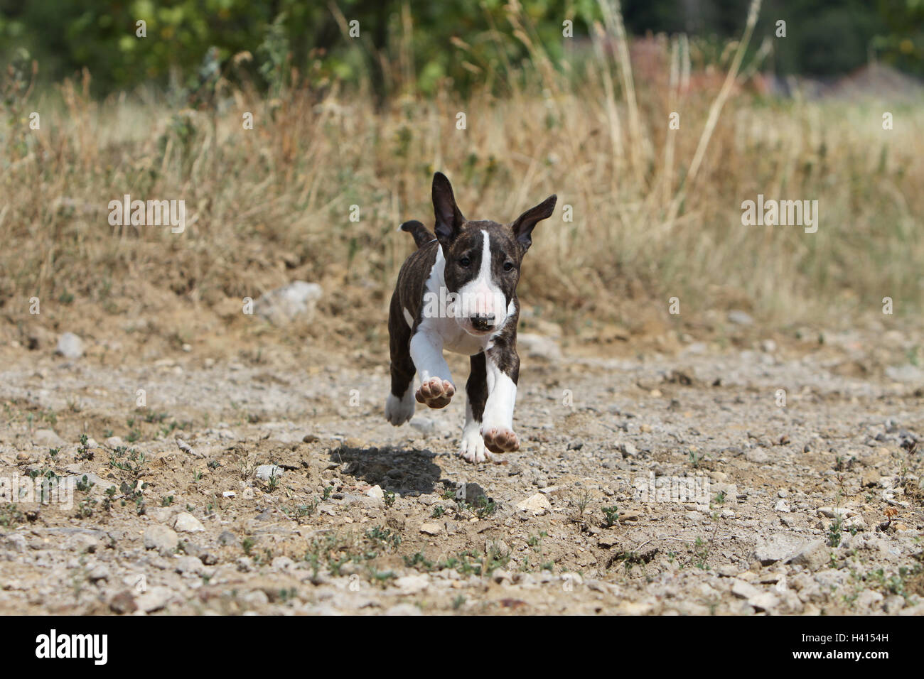 Dog Bull Terrier Anglais / bully / Gladator et tricolor brindle chiot lors de l'exécution de champ Banque D'Images