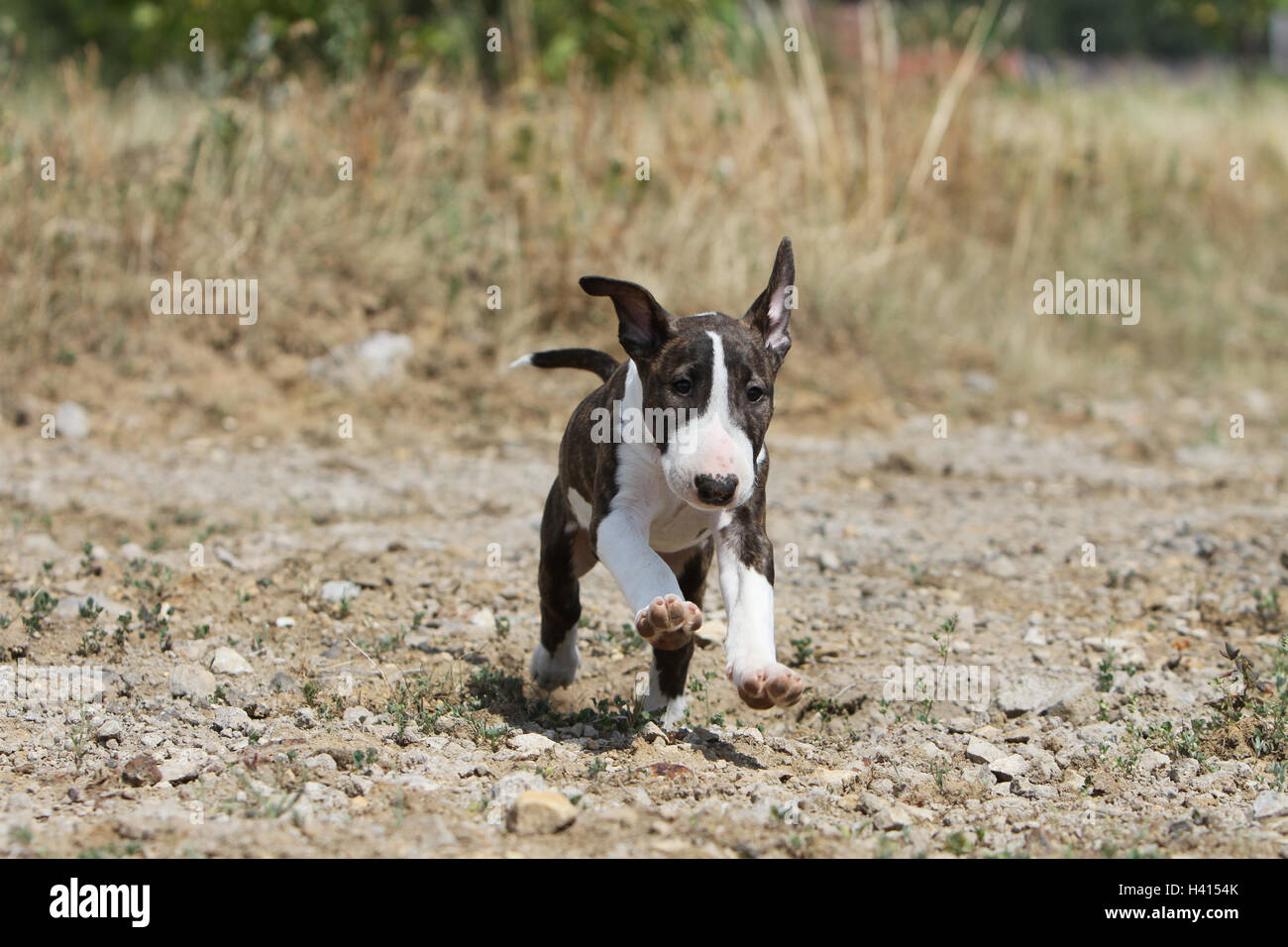 Dog Bull Terrier Anglais / bully / Gladator, bringé blanc chiot lors de l'exécution de l'article rock nature Banque D'Images