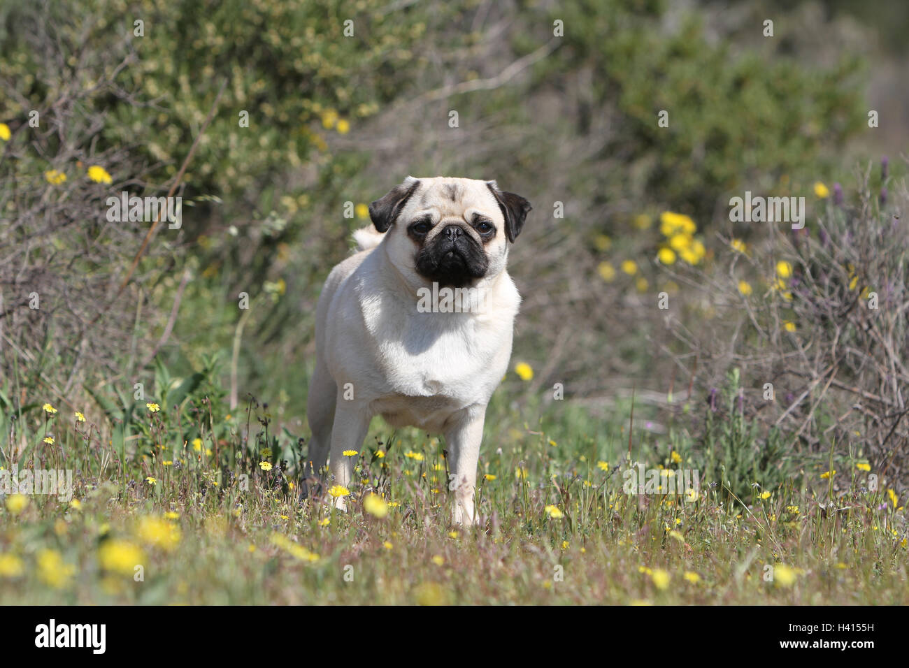 Pug Dog / Carlin Mops / Gris fauve adultes permanent gris fleur fleurs dans la prairie sauvage bloom Banque D'Images