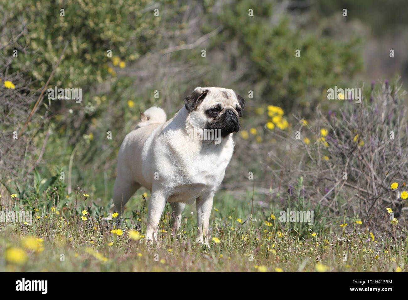 Pug Dog / Carlin Mops / Gris fauve adultes permanent gris fleur fleurs dans la prairie sauvage bloom Banque D'Images
