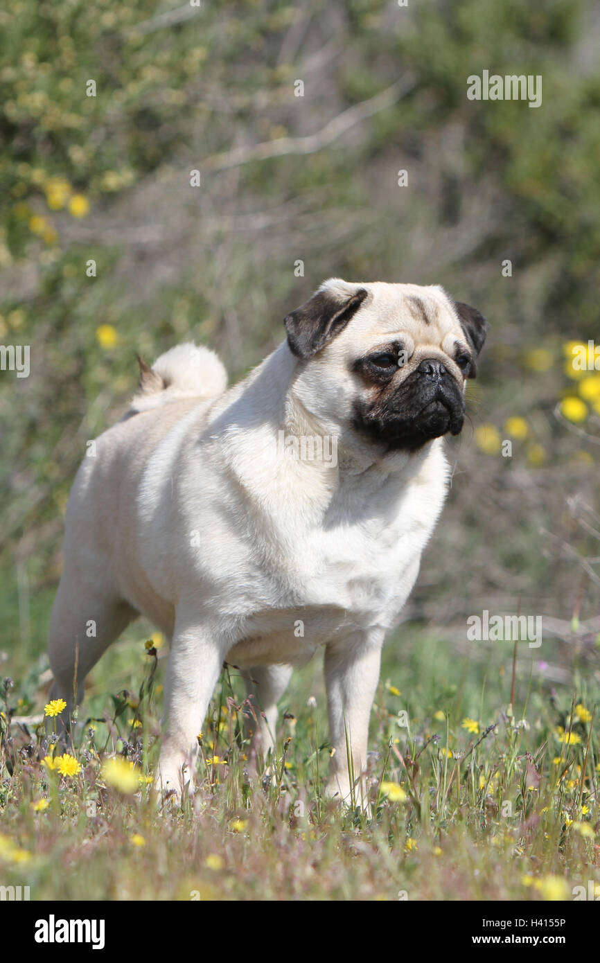 Pug Dog / Carlin Mops / gris gris fauve adultes nature fleur fleurs Banque D'Images