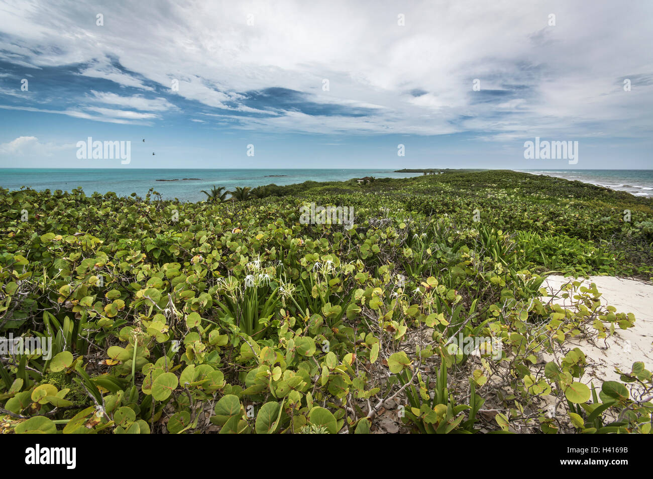 Réserve écologique de Isla Contoy dans la Riviera Maya (Mexique) Banque D'Images