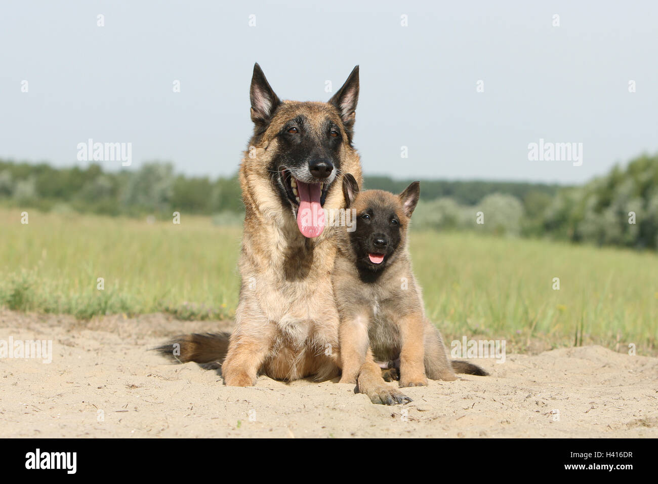 Chiot Malinois Belge Banque D Image Et Photos Alamy