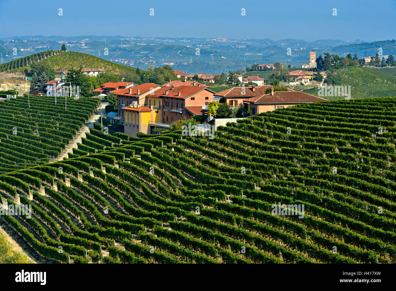 Vignes de raisins nebbiolo Barbaresco pour vin rouge, Treiso-Marcarini, derrière la tour de Barbaresco, Treiso, Piémont, Italie Banque D'Images