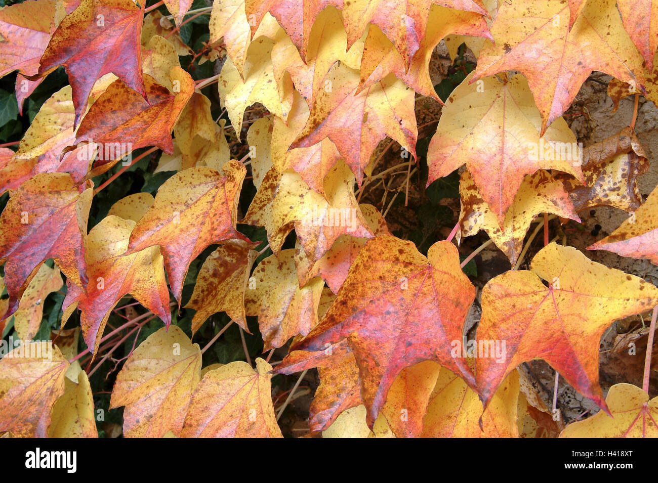 Abandonnée, Ivy Américain, automne, nature, fond à colorier les couleurs, la coloration, la plante, plante grimpante, plante souple, célibataire, cep de vigne, Parthenocissus quinquefolia, détail, feuillage, couleurs, couleur, saison, automne, automne, abandonnés Banque D'Images