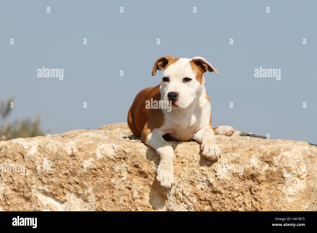 Chien American Staffordshire Terrier Amstaff / / adulte allongé sur un rocher ciel bleu Banque D'Images